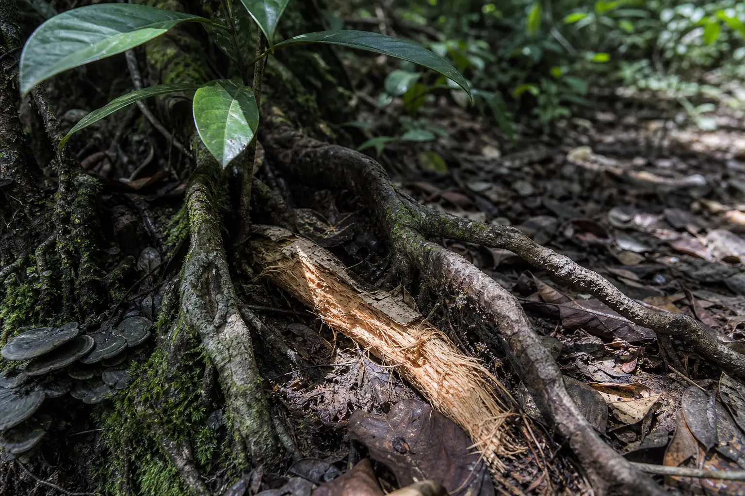 Landscape image accompanying the section on evidence limits and ibogaine safety claims